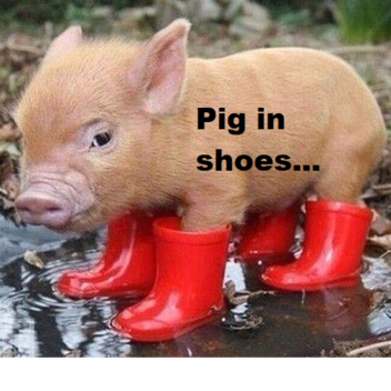 Porco de sapatos