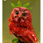 Owls and the strawberry