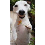 Holy dog 2#