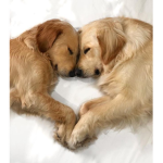 Luv._dogs._4life