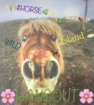 WildHorseIslandHangout! :)