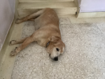 doggy caring and hugging