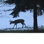 Deer gang poggers