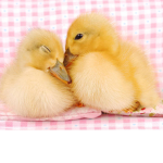 The Squad For Dem Ducks