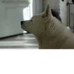 Aliya's Super dogs