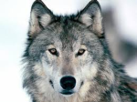 Awesome Wolfy UwU