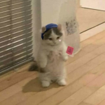 냥냥 펀치!!