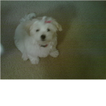 ♥PuppyLovers♥