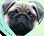 Pugpower squad!