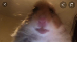 ×Rodent Club×