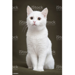 Gruppo se amate i gatti!