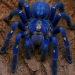blueberry spider Group Thumbnail