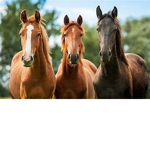 Happy Hoof gaming!