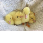 ~~Duckie army~~
