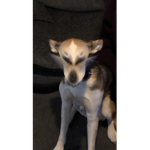 Harley the puppy