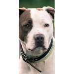 Pit bull army homiemB