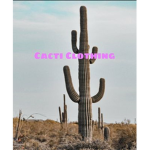 Cacti Designs