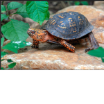 turtle triplets
