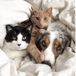 The Official Cat and Dog Group!