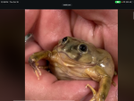 The coolest frogs in town
