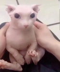 sirkitty club