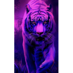 Seren and seren fan group
