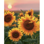 SunFlower_Trio