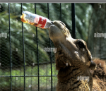 Gruppo animale