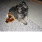 Unleash The Robux