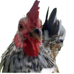 Rooster Brood