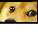Doges Class