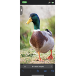 Duck boy gang!!!!