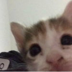 La#GatoConLentesFacheroGANG