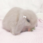 bunnie UGC