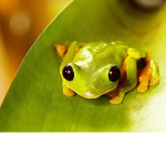 frog-gang official