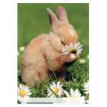 Hello bunnies