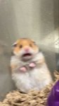 Big Hamster Baddies