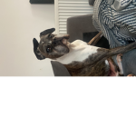 ANIMAL POEPLE