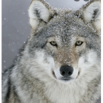 wolf gang kids