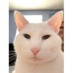 jenny is fazts
