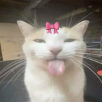 kitty.bow