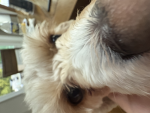 This is my cute dog