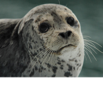 The Seal Prodigy