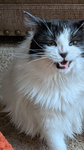 Community of Cat lovers