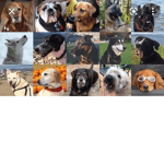 Lovedogsforever
