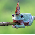 Raspberry Butterfly-Frogs