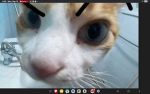 Catz silly roblox group
