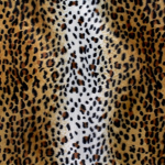 cheetahs united!!!!!!!!!