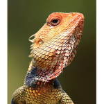 Medieval Lizard Land