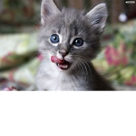 The cats go MEOW